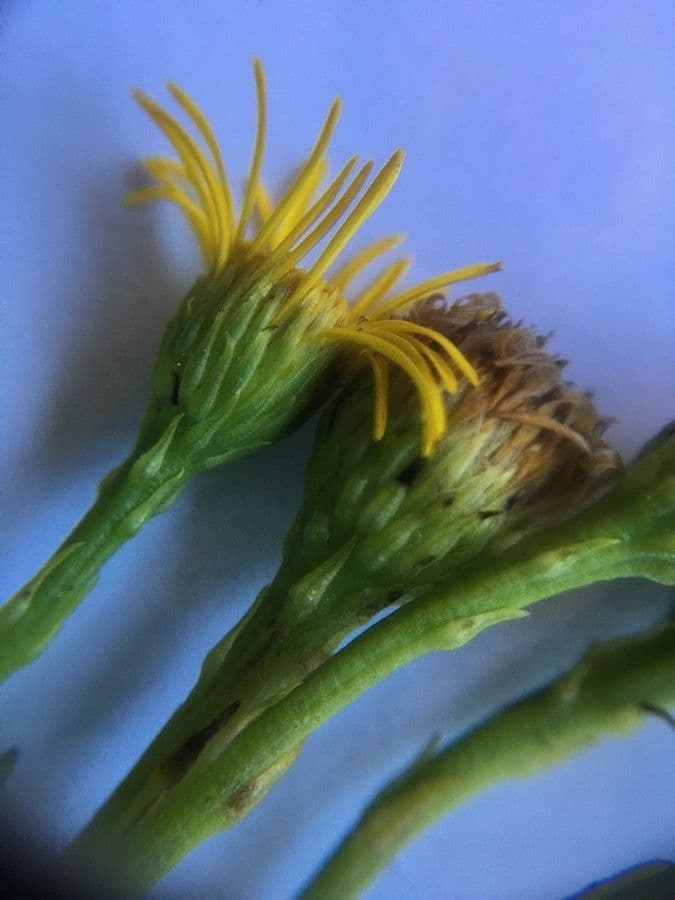 Limbarda crithmoides 24
