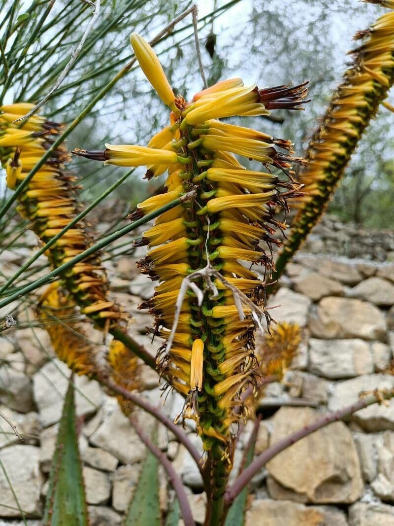 Transvaal-Aloe 7