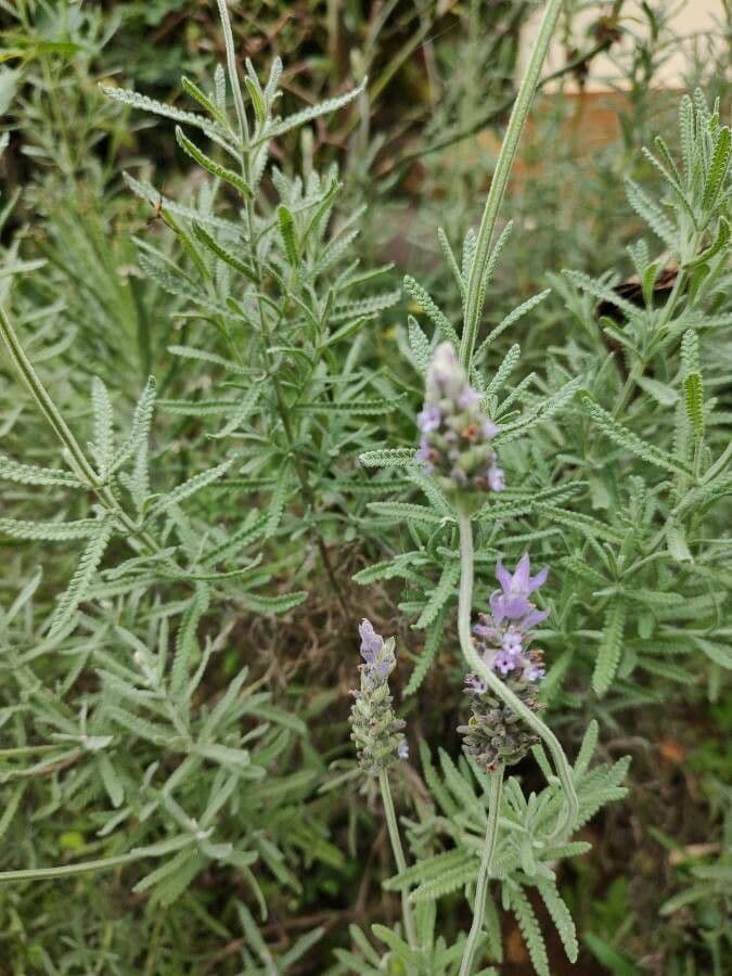 Lavanda dentata 26
