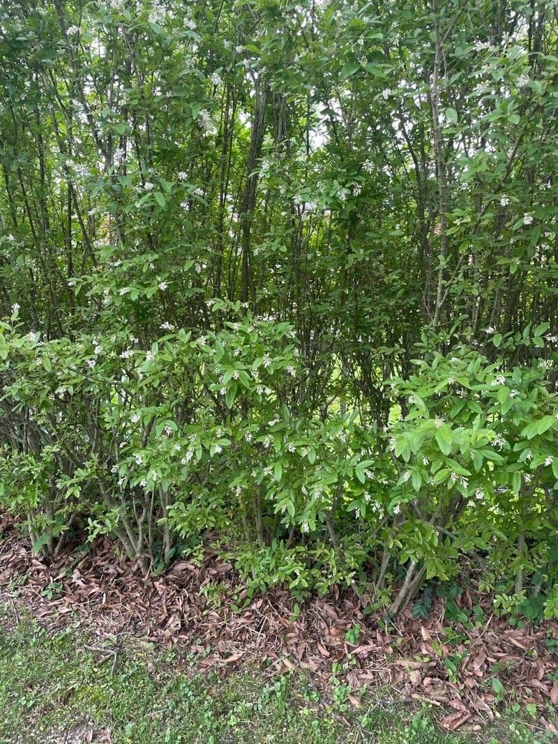 Border privet 5