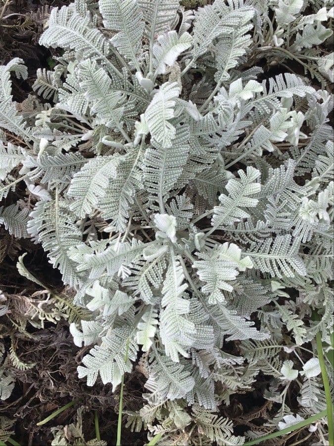 Tansy denso 4