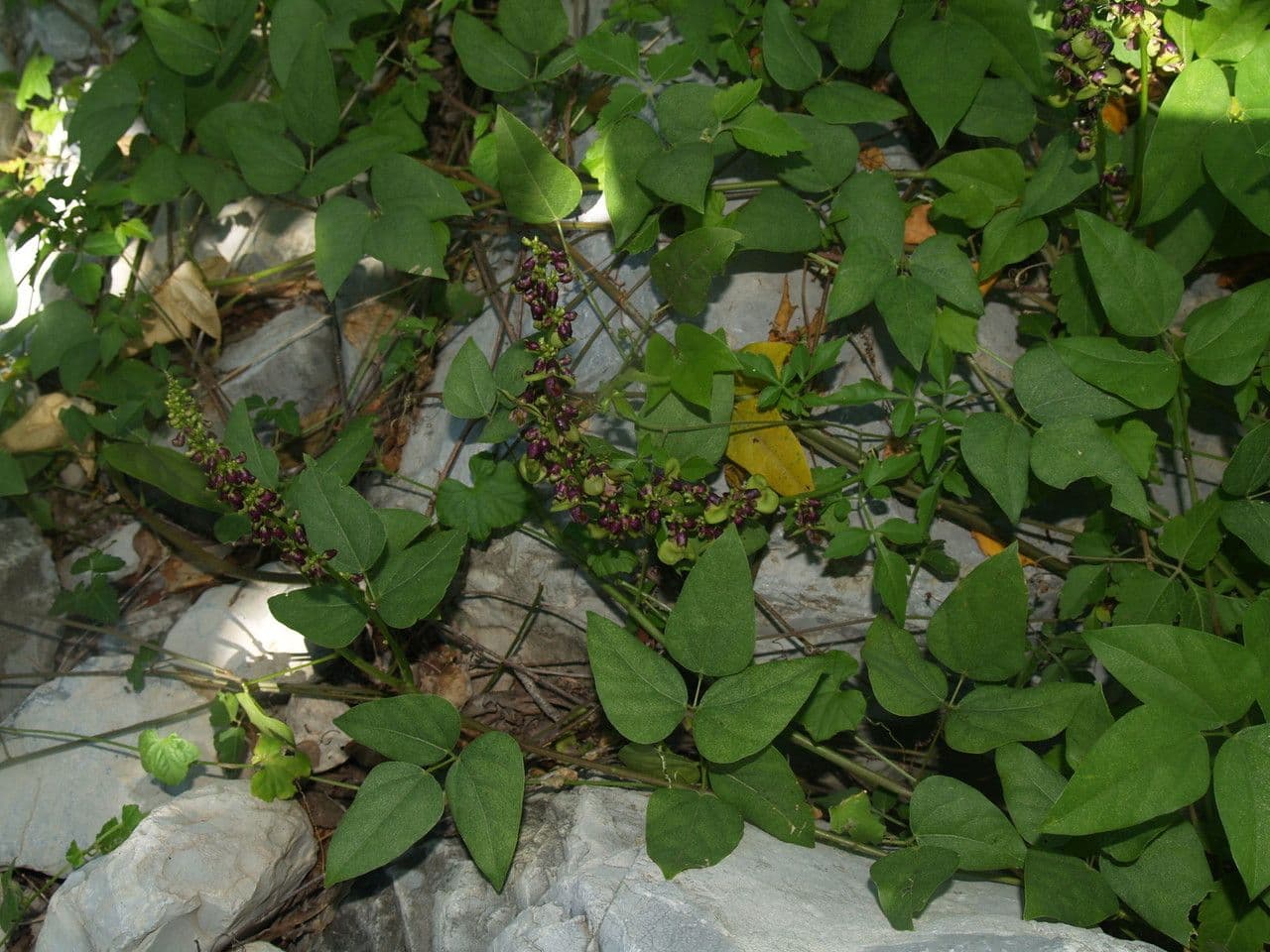 Oxyrhynchus 4