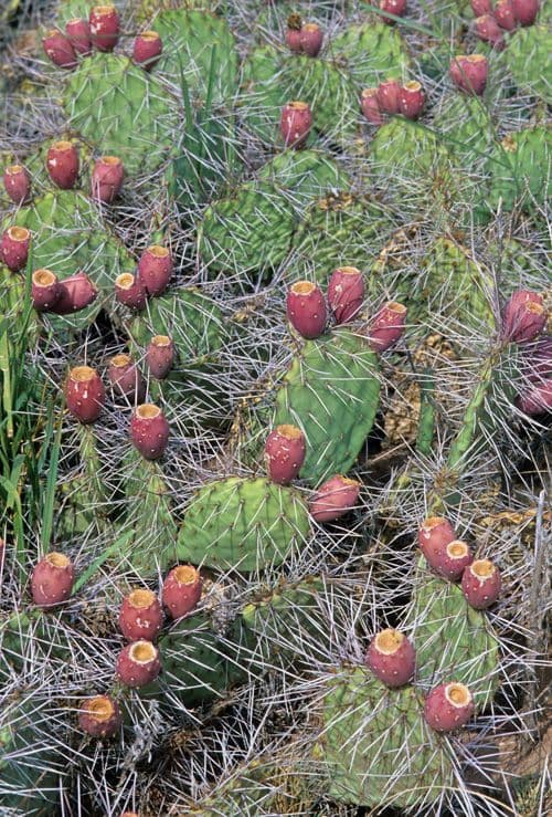 Nopal de espinas marrones 14