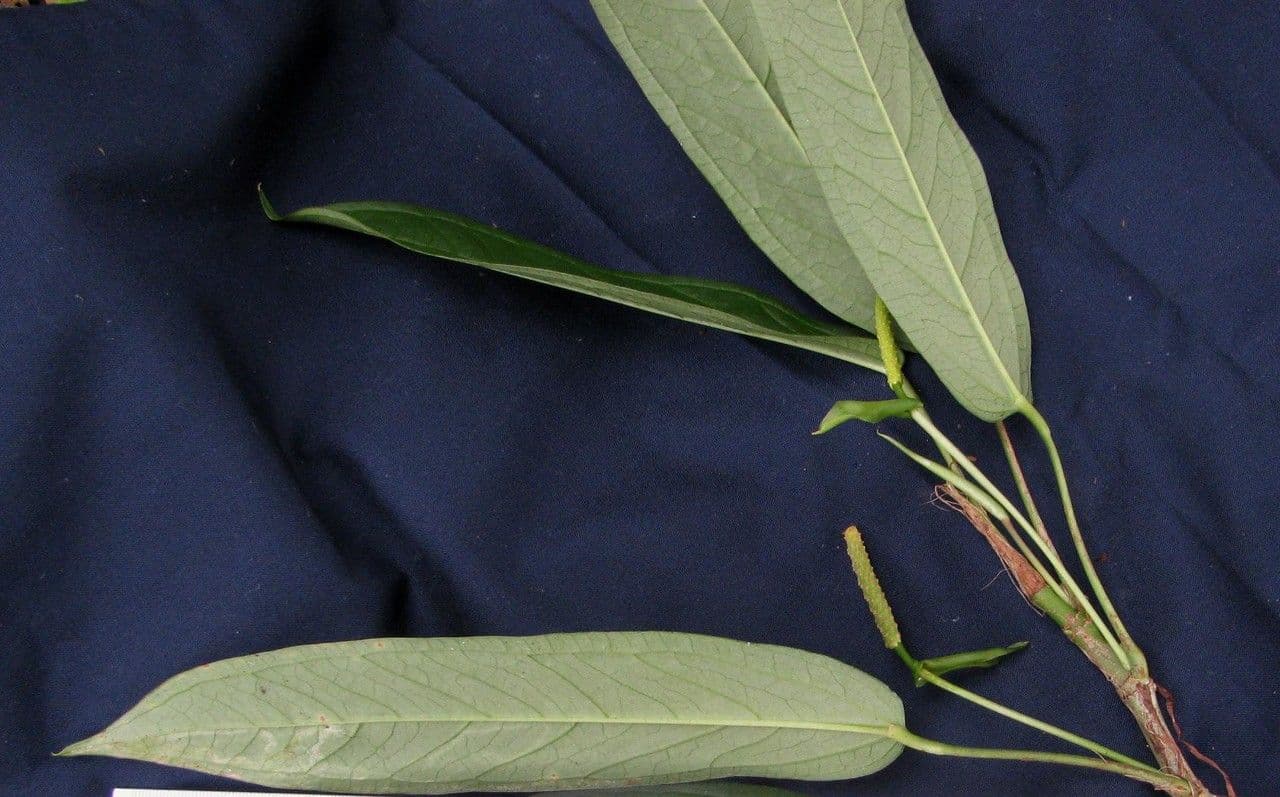 Anthurium a spata piccola 18