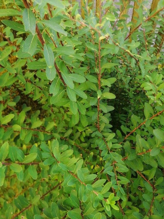 Spirea bianca 20