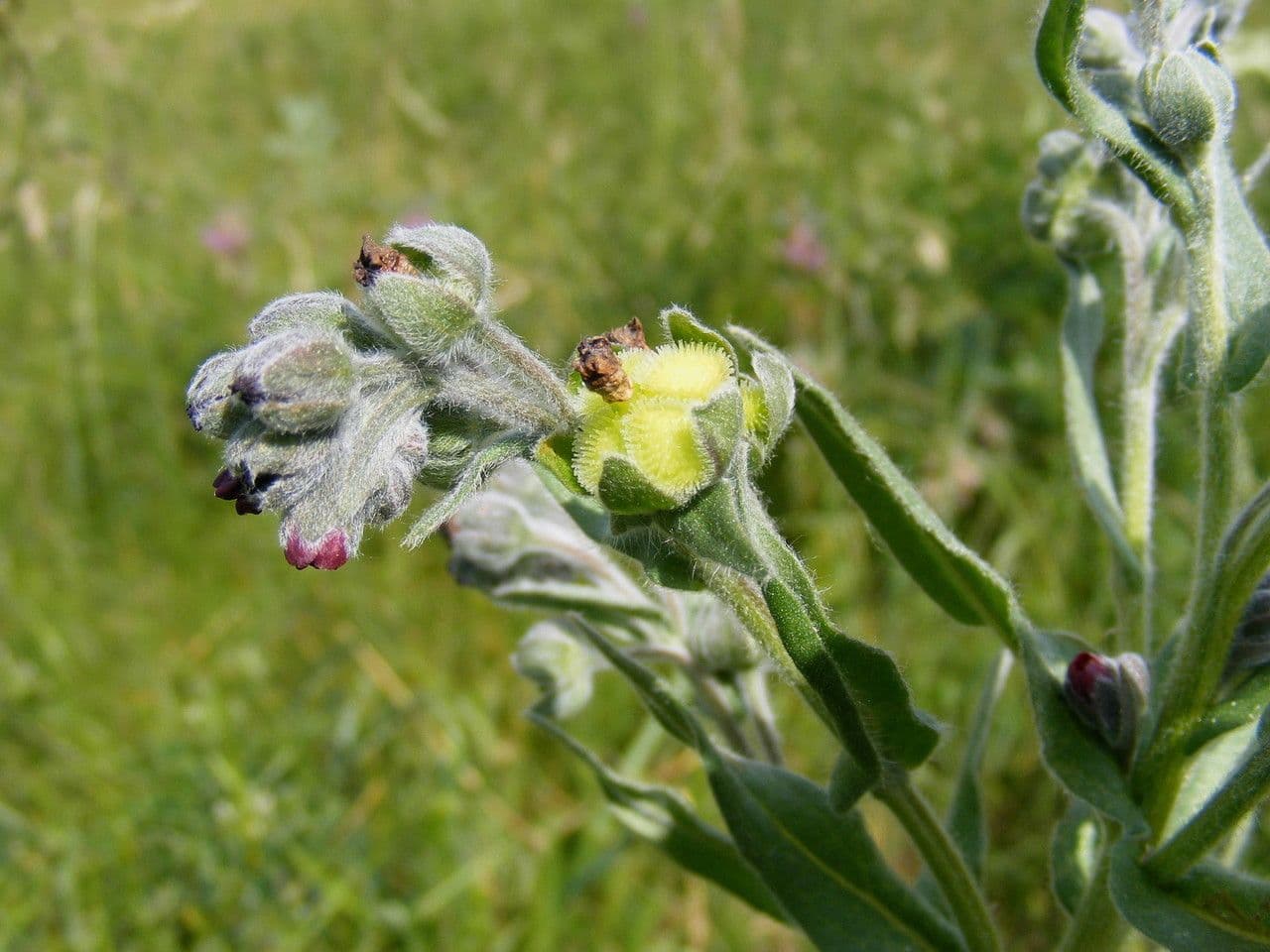 Cynoglossum dioscoridis 12