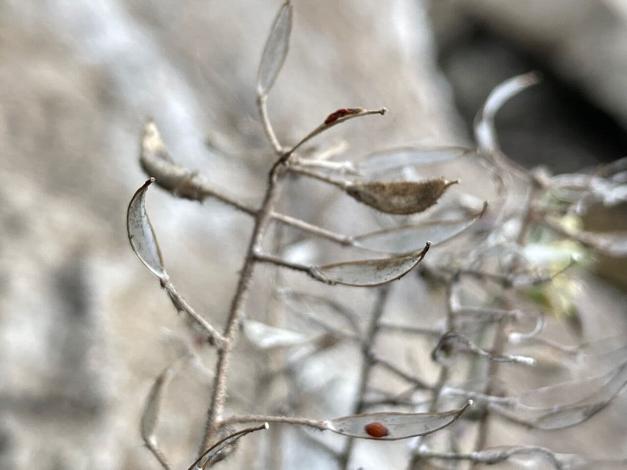 Draba 5