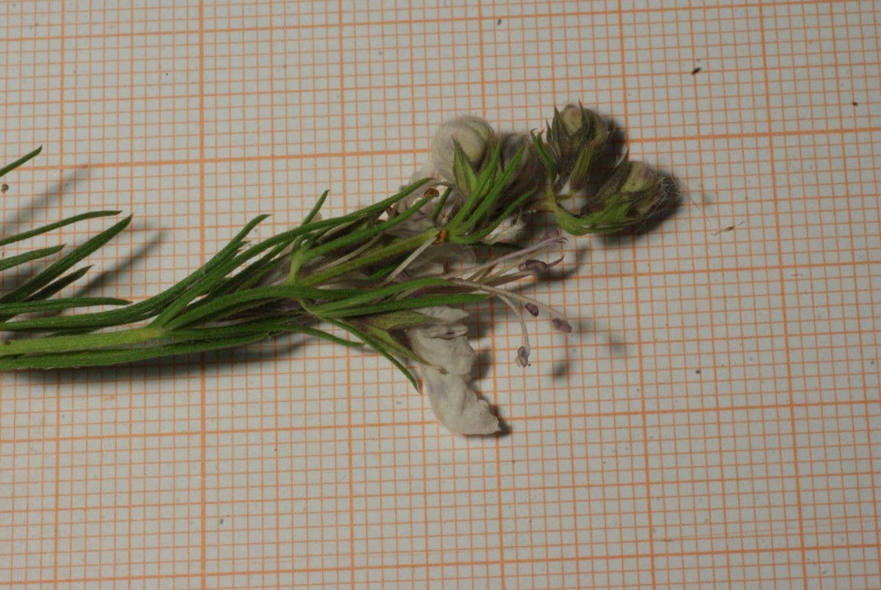Teucrium pseudochamaepitys 30