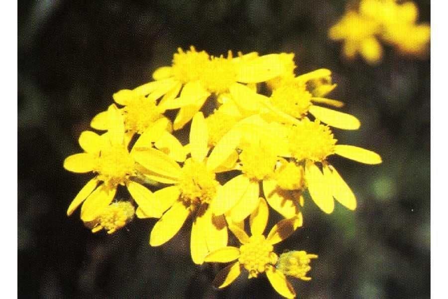 Senecione 2