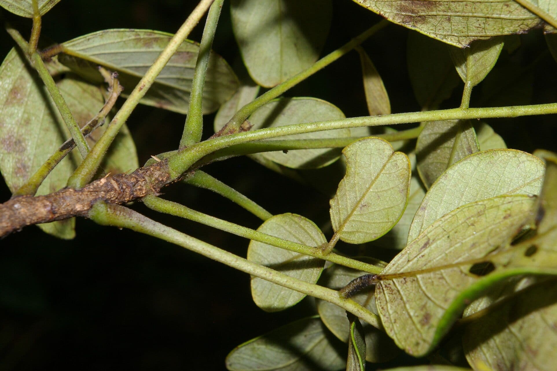 Sena atomaria 11