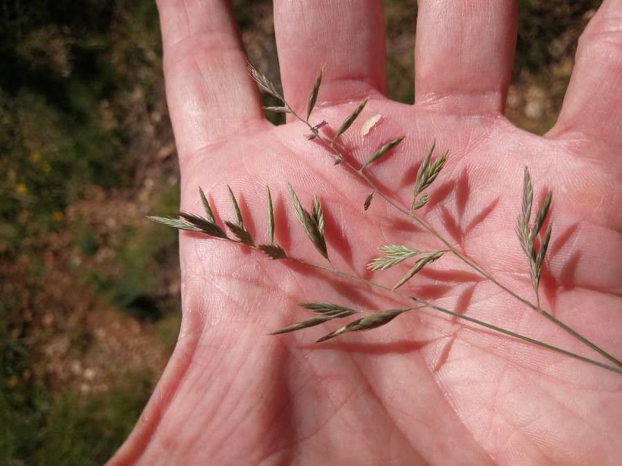 Festuca ovina 2