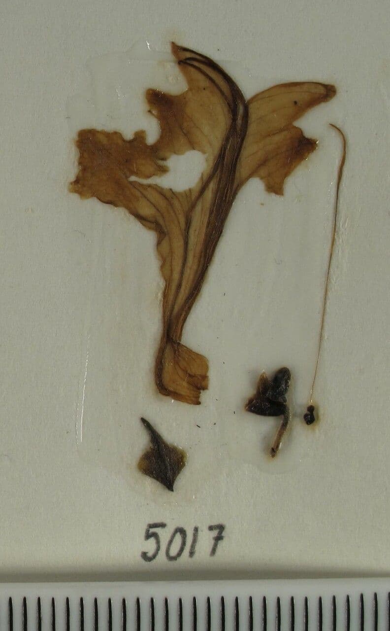 Scutellaria 3