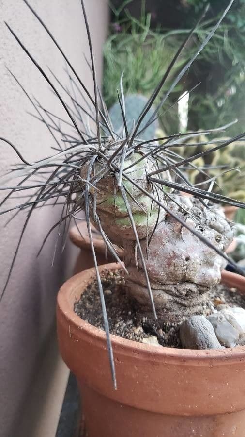 Cactus testa di capra 14