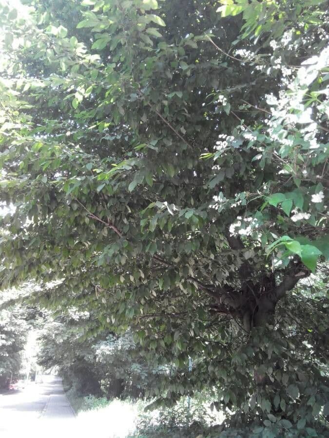 Ontano Acuminato 7