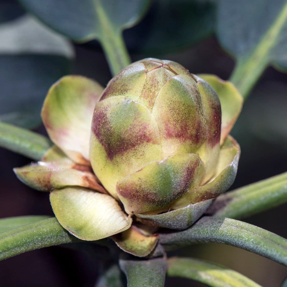 Rododendro 24
