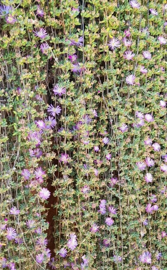 Drosanthemum fleuri 9