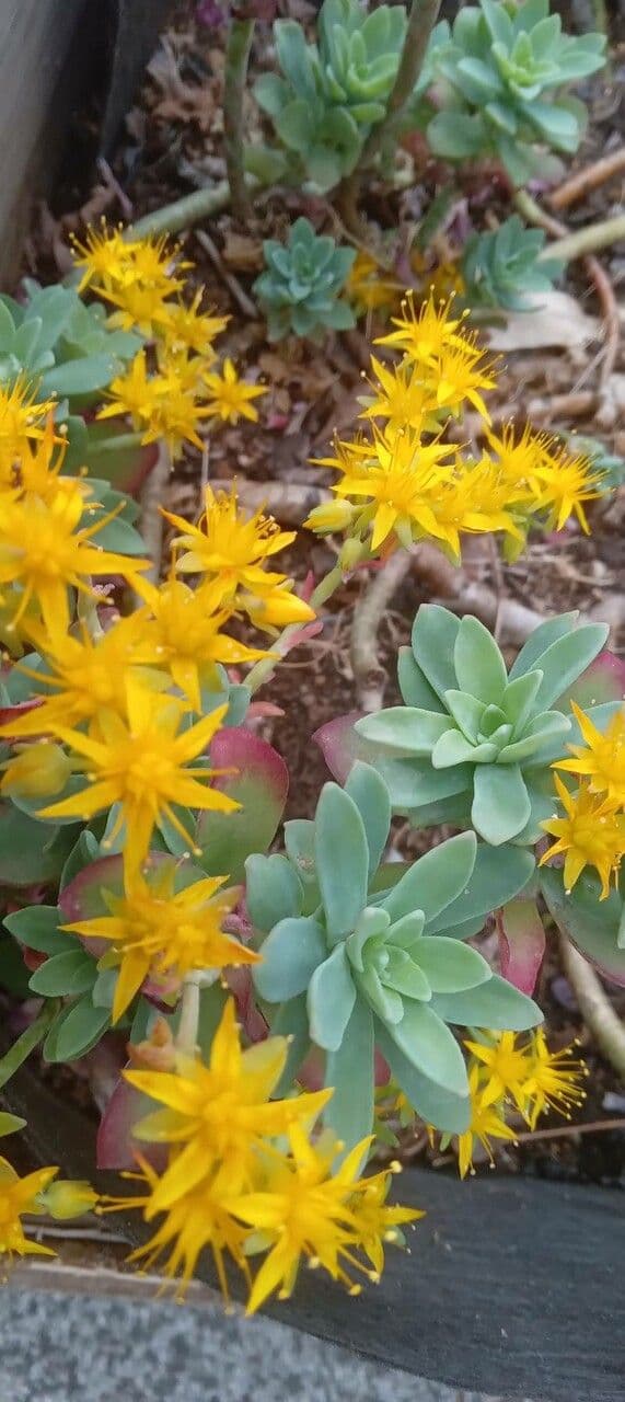 Sedum 10