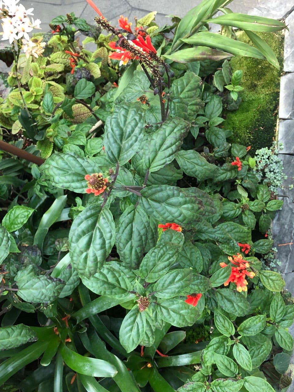 Scutellaria 12