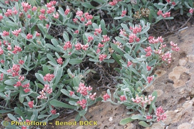 Strohblume 13