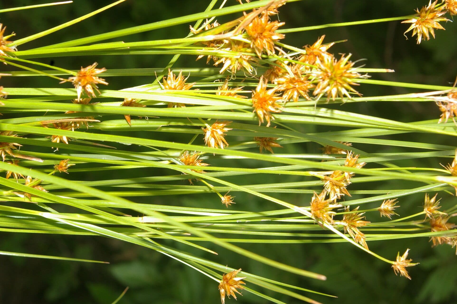 Rhynchospora 8