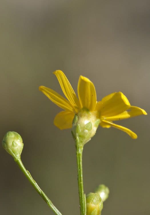 Amphiachyris
