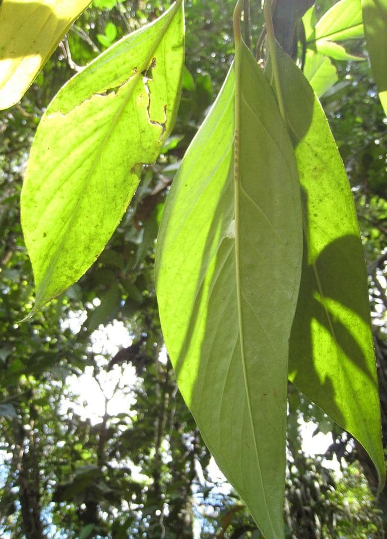 Monstera 5