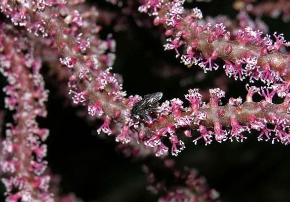 Geonoma interrupta 9