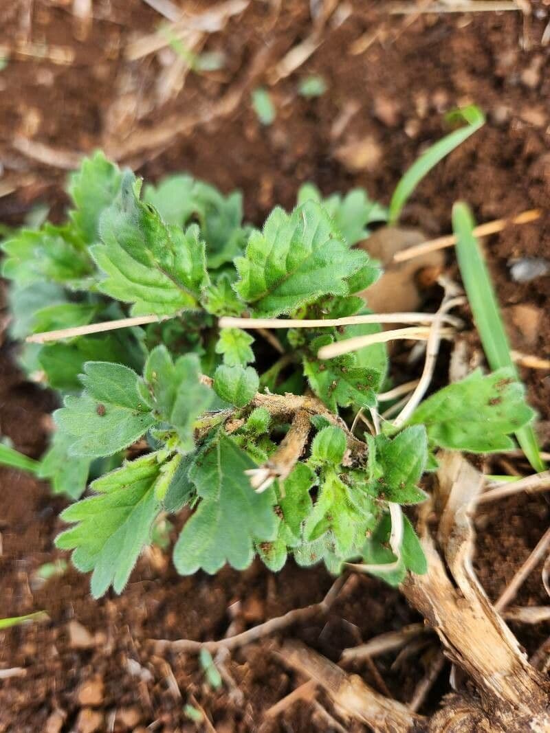 Chasmanthium 7