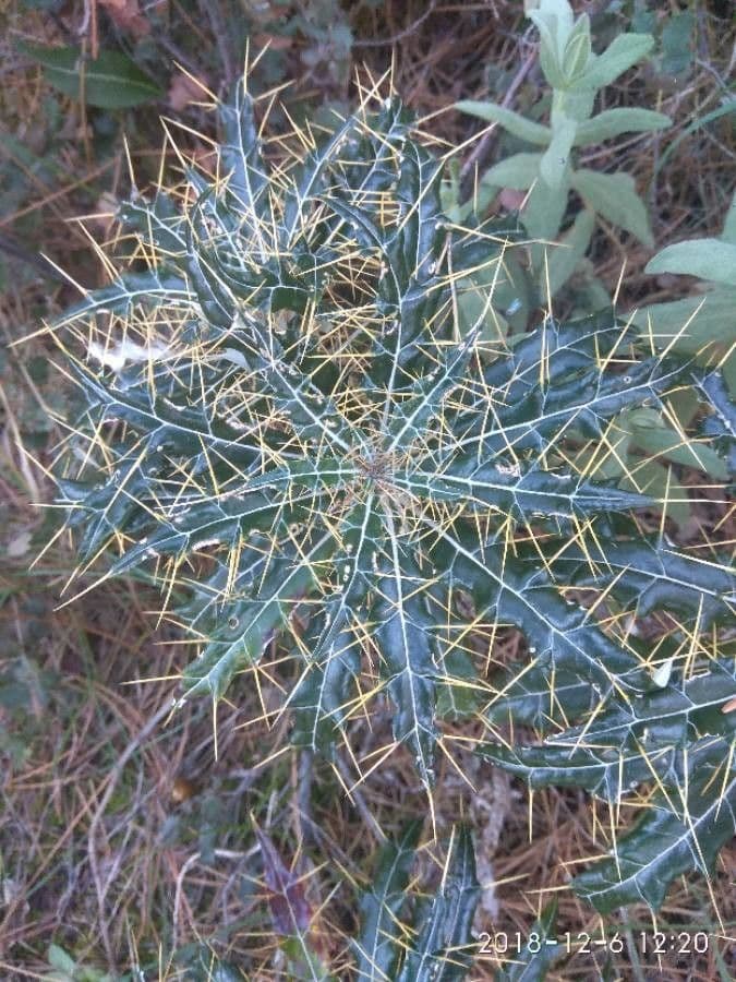 Ptilostemon casabonae 20