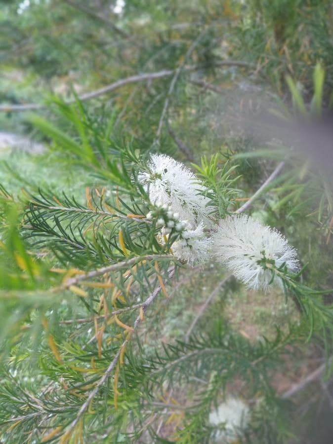 Melaleuca armillaris 9
