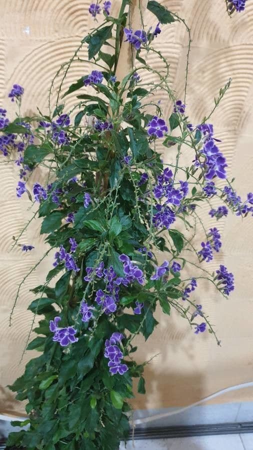 Duranta erecta 26