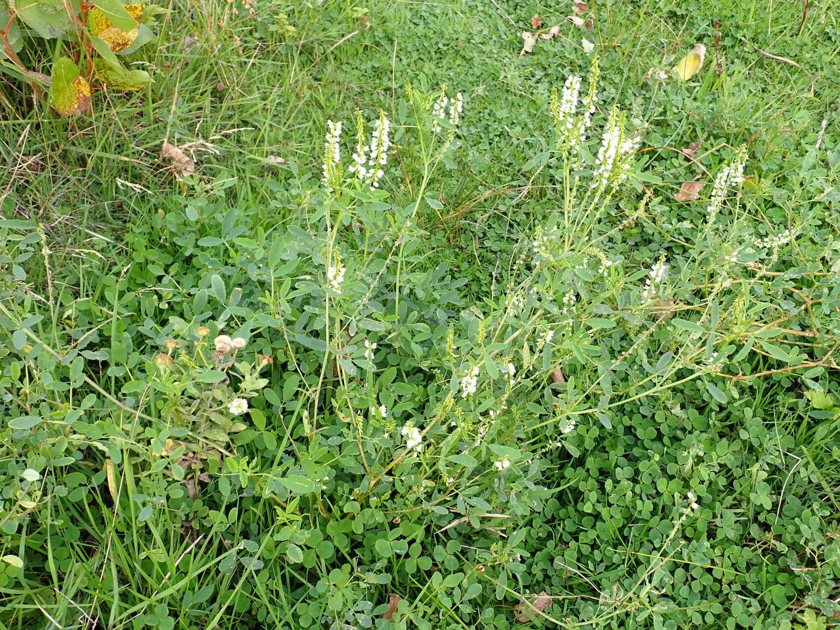 Weißer Steinklee 15