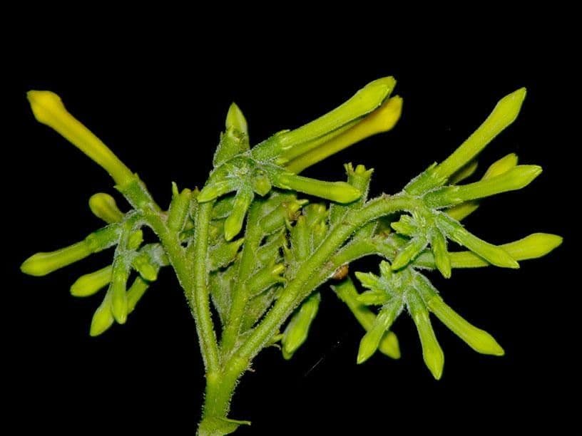 Hamelia 14