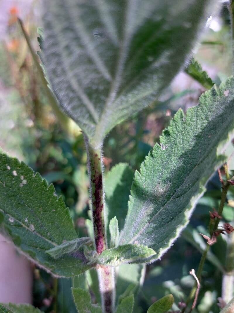 Verbena estricta 20