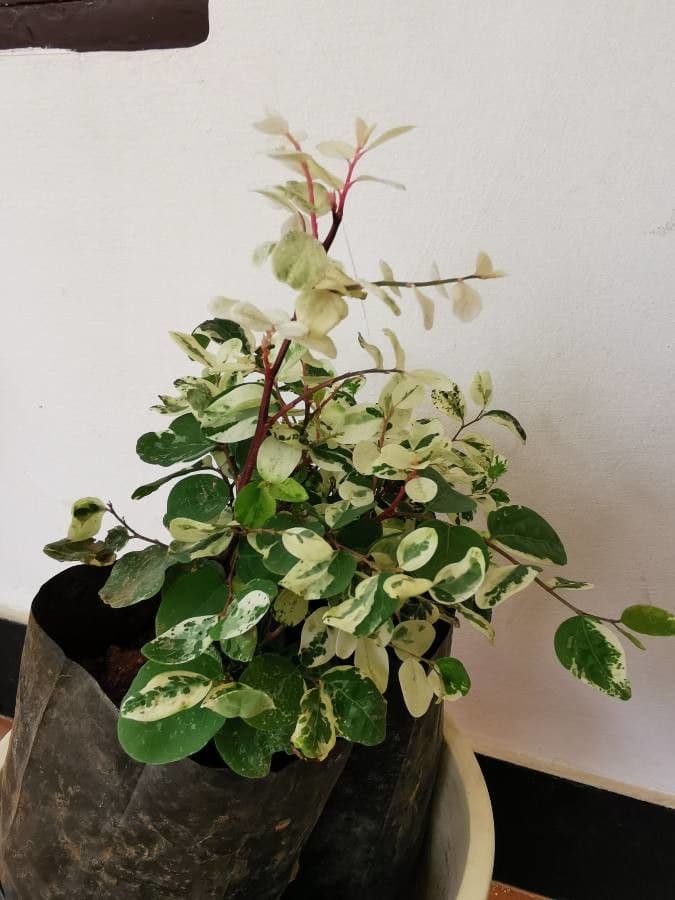 Breynia disticha 7