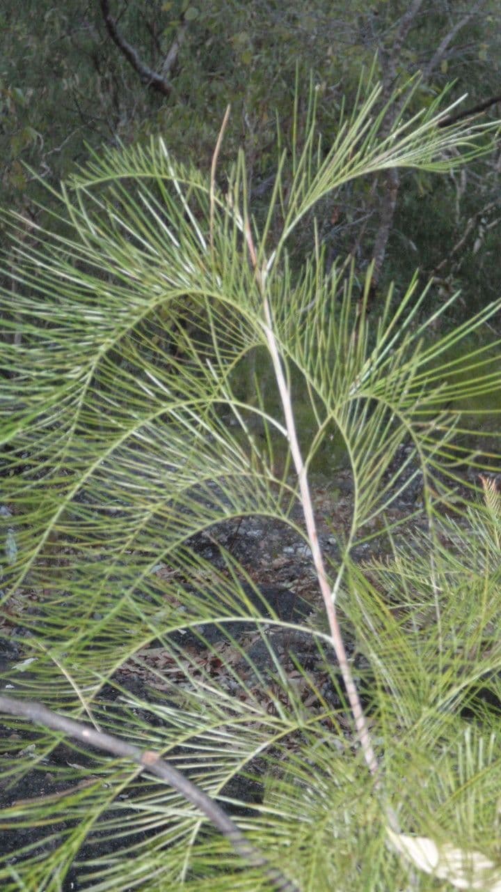 Gold-Grevillea 11