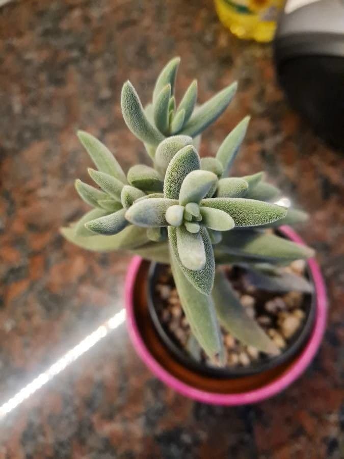 Crassula 7
