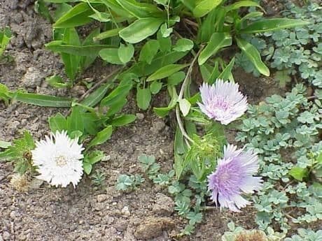 Stokesia laevis 9