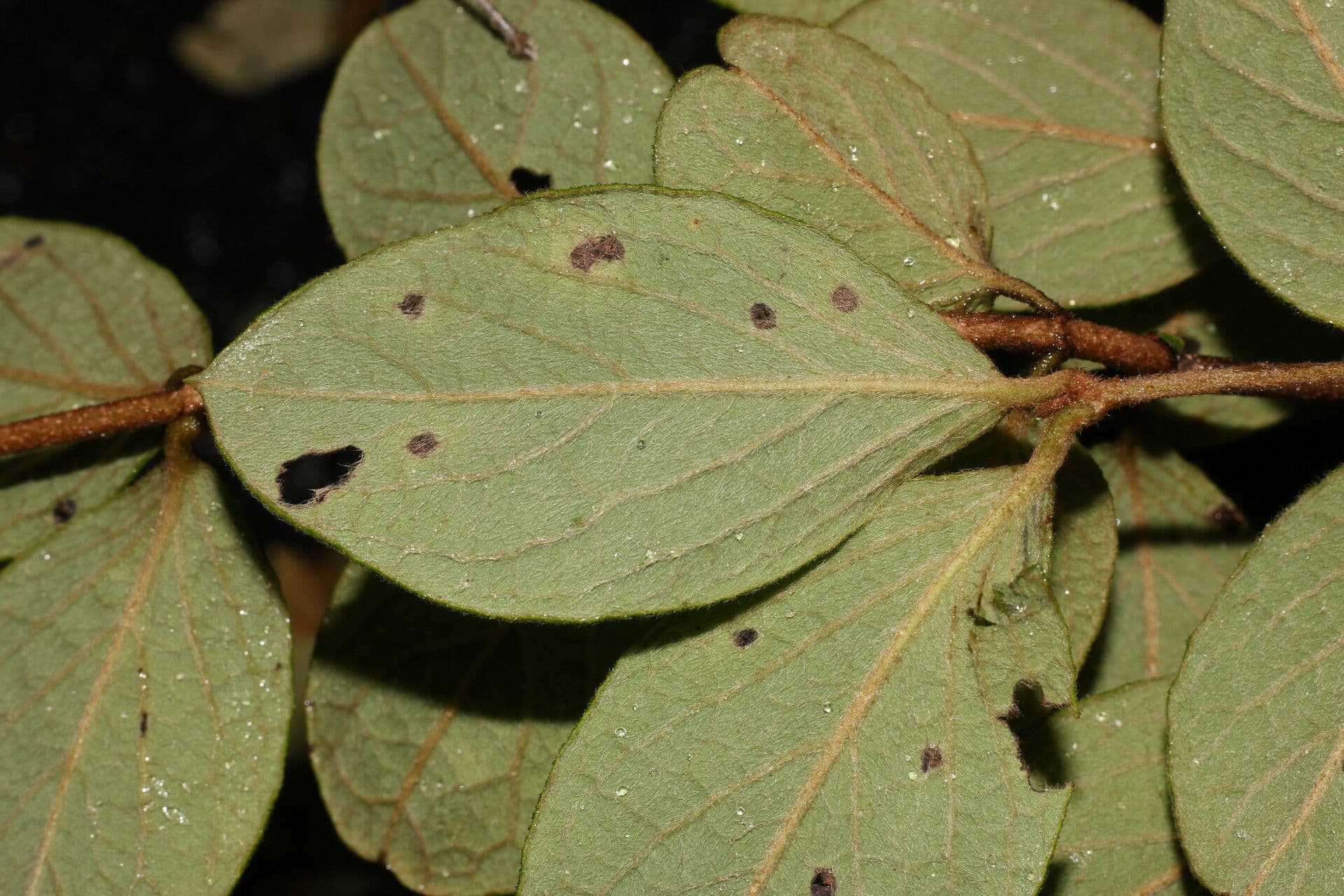 Heteropterys