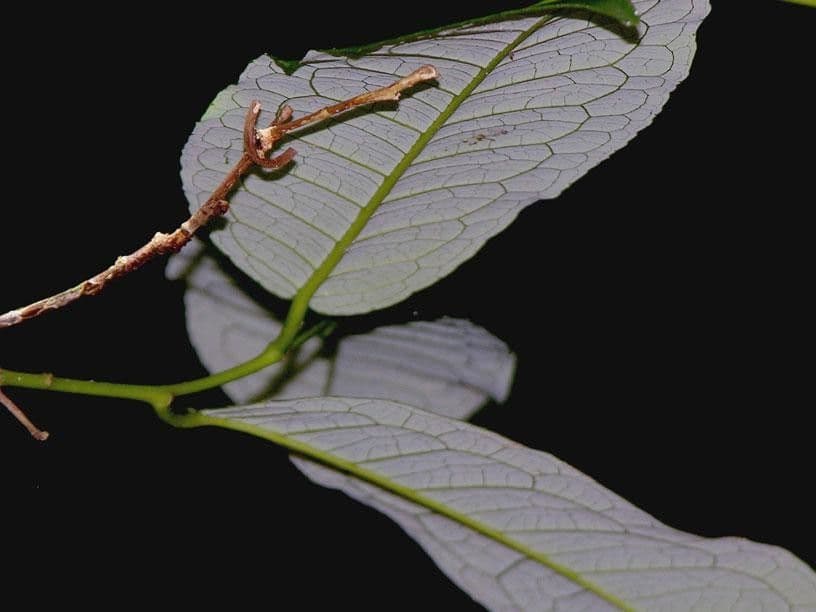 Mabea occidentale 16