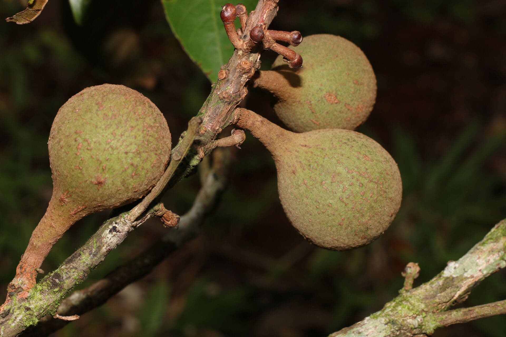 Pouteria 3