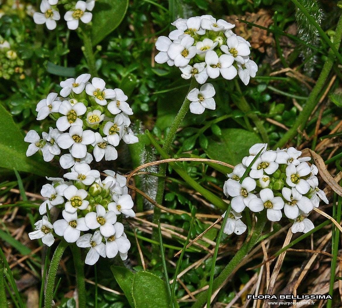 Iberidella alpina 11