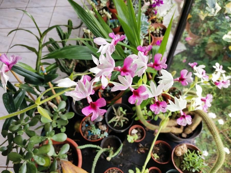 Calanthe 5