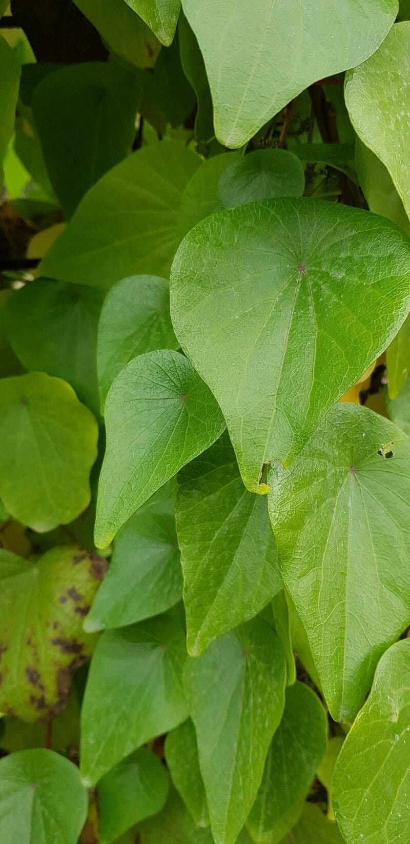 Stephania japonica 5