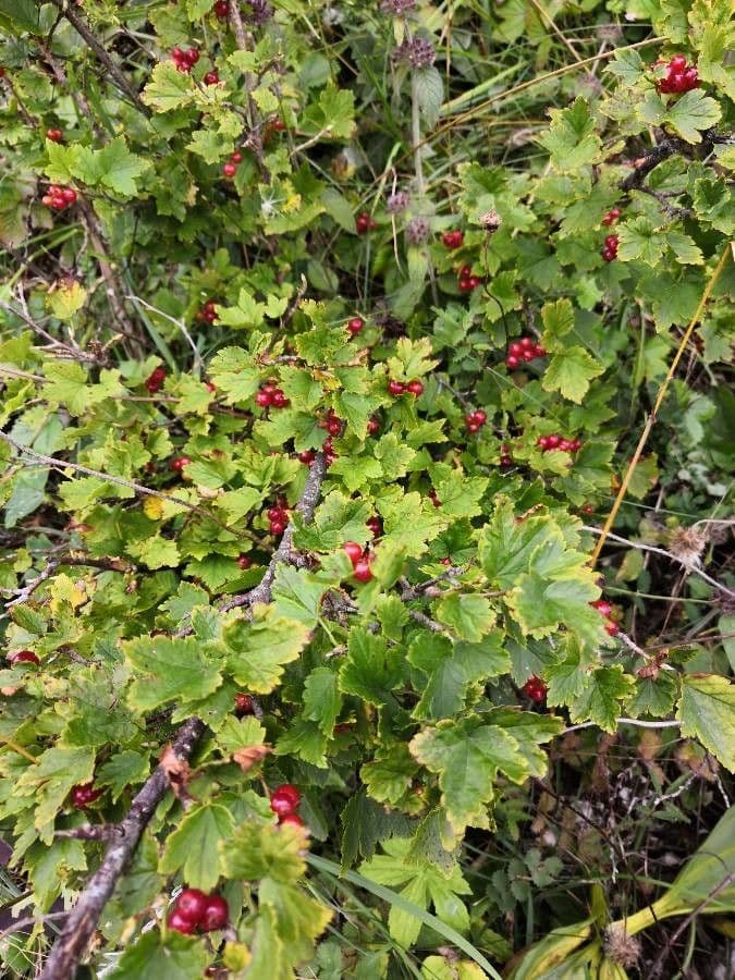 Ribes alpino