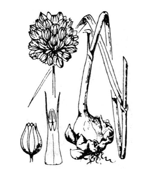 Aglio rotondo 21