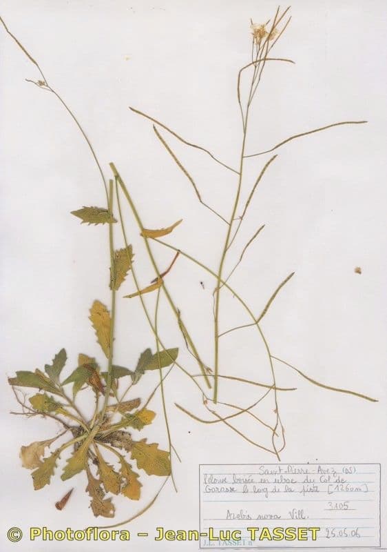 Arabis nova 6