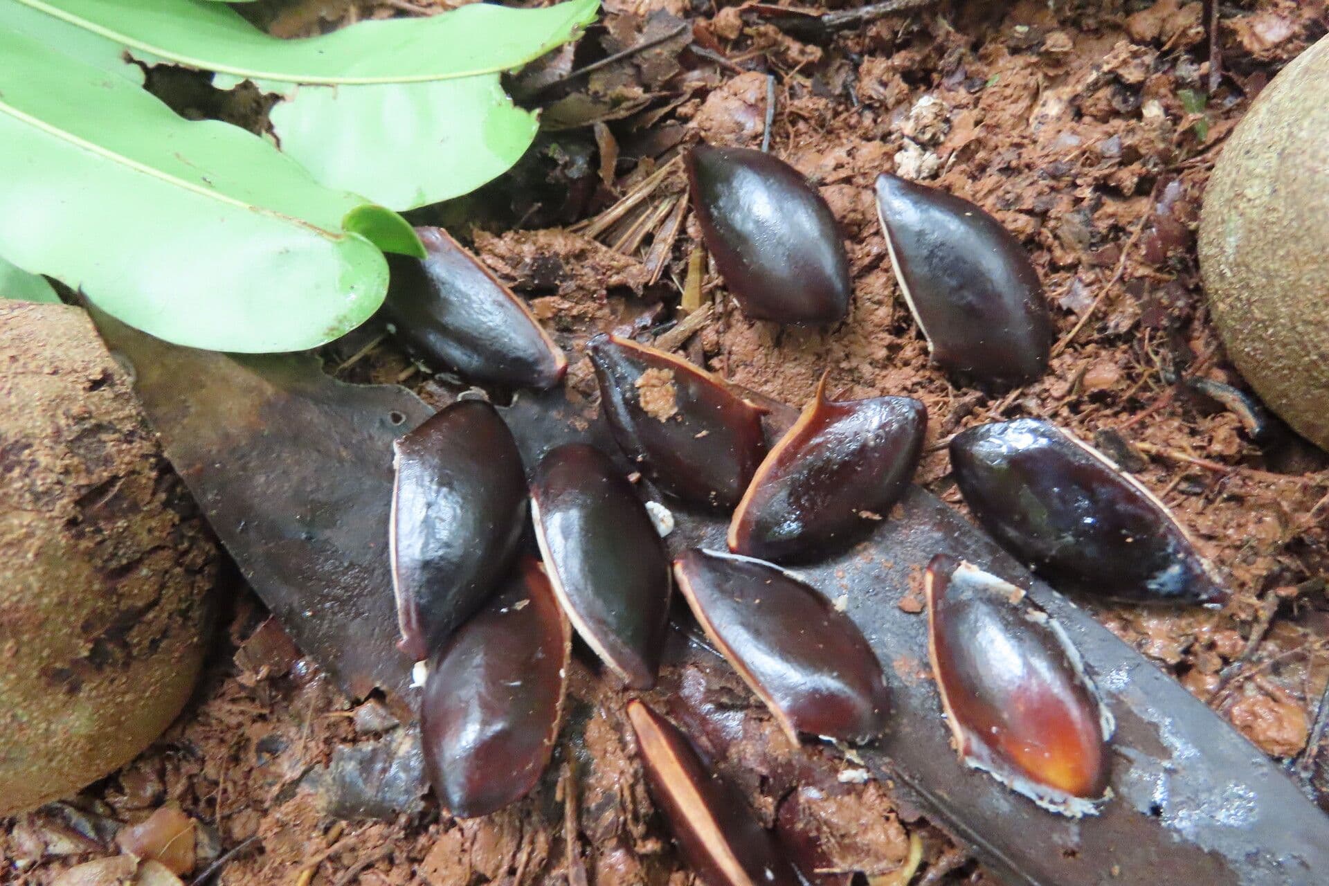 Manilkara 11