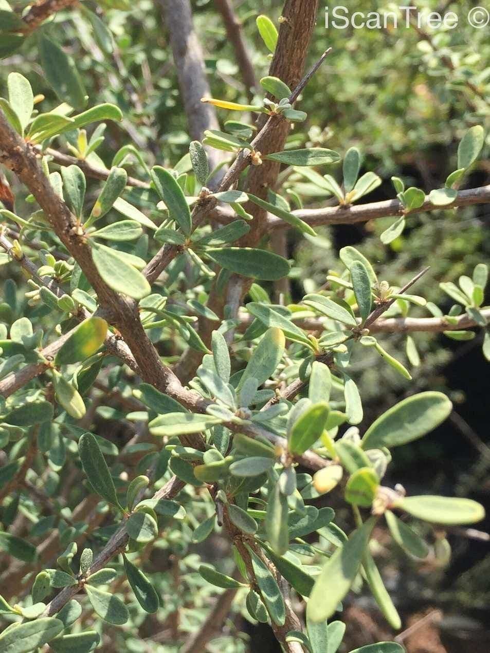 Karoo-Gold 7