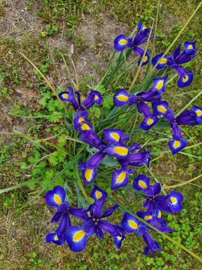 Iris xiphium 22